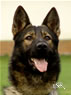 Personal Protection Dog - Faro 