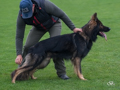 Elite Protection Dog - Daky