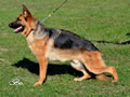 Personal Protection Dog - Dax