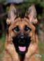 Personal Protection Dog - Dax