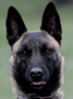 Personal protection dog for sale - Debie