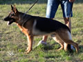 Personal Protection Dog - Endo