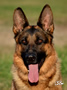 Personal Protection Dog - Endo