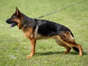 Personal Protection Dog - Enzo