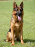 Personal Protection Dog - Enzo