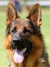Personal Protection Dog - Enzo