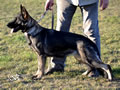 Family Protection Dog - Ester