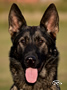 Family Protection Dog - Ester