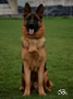 Family Protection Dog for sale - FALK
