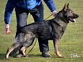 Family Protection Dog - Fanto