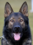 Family Protection Dog - Fanto
