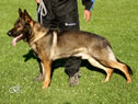 Elite Protection Dog - Fax