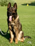 Elite Protection Dog - Fax