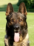Elite Protection Dog - Fax