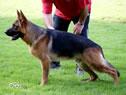 Elite Protection Dog - Fedo