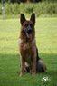 Elite Protection Dog - Fedo
