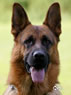 Elite Protection Dog - Fedo