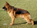 Personal Protection Dog - Framo