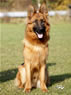 Personal Protection Dog - Framo