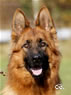 Personal Protection Dog - Framo