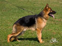 Fredo v.Buchhorn - Personal Protection Dog