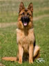 Fredo v.Buchhorn - Personal Protection Dog