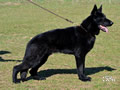Family Protection Dog - Garo