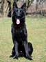Click to enlarge Family Protection Dog - Garo