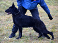 Garo - Family Protection Dog