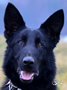 Garo - Family Protection Dog
