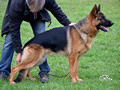 Family Protection Dog - Gass