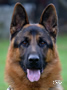 Family Protection Dog - Gass