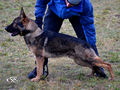 Personal Protection Dog - Gaston