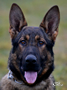 Personal Protection Dog - Gaston