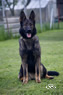 Personal Protection Dog - Helena