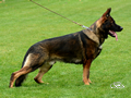 Police Dog Prospect - Dual Purpose - Hoblik