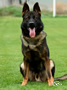 Police Dog Prospect - Dual Purpose - Hoblik