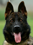 Police Dog Prospect - Dual Purpose - Hoblik