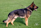 Elite Protection Dog - Indo