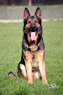 Elite Protection Dog - Indo