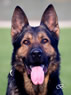 Elite Protection Dog - Indo
