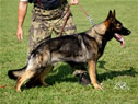 Family Protection Dog - Jerry