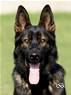 Family Protection Dog - Jerry