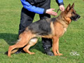 Elite Protection Dog - Johanka