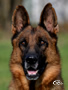 Elite Protection Dog - Johanka