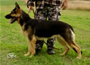 Personal Protection Dog