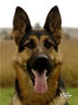 Personal Protection Dog