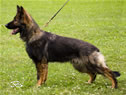 Family Protection Dog - Mufy