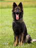 Family Protection Dog - Mufy