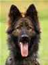 Family Protection Dog - Mufy